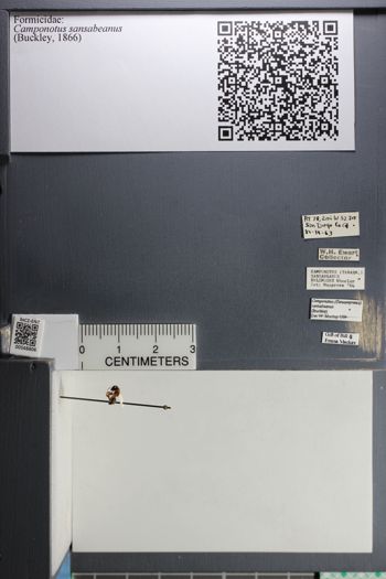 Media type: image;   Entomology 568806